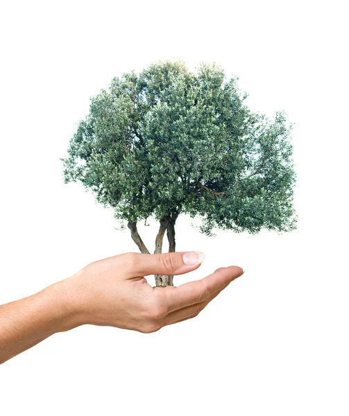 Drzewo oliwne jako prezent rolnictwa — Zdjęcie stockowe