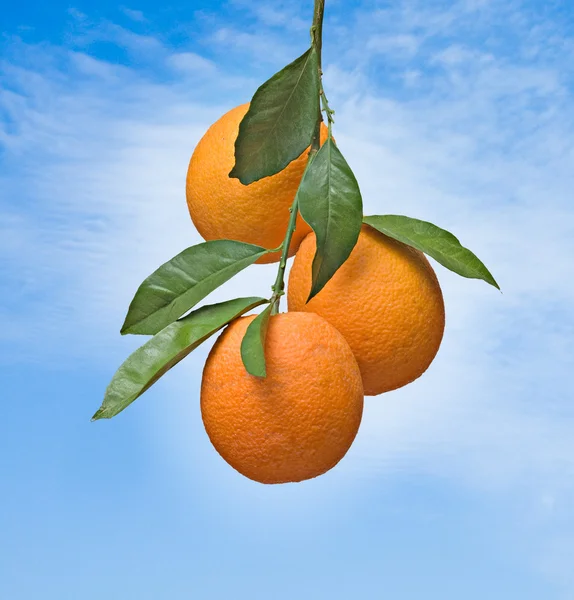 Ветвь с спелыми апельсинами — стоковое фото