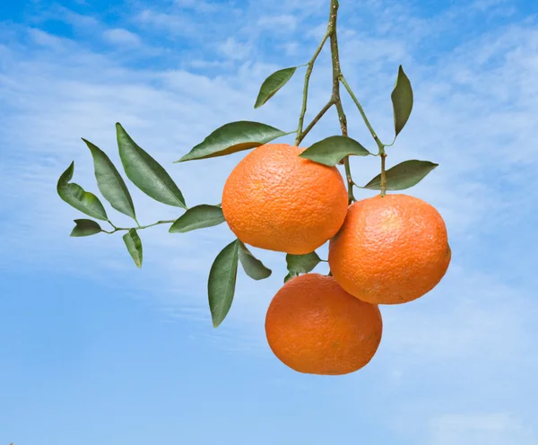 Tangeriner på gren — Stockfoto