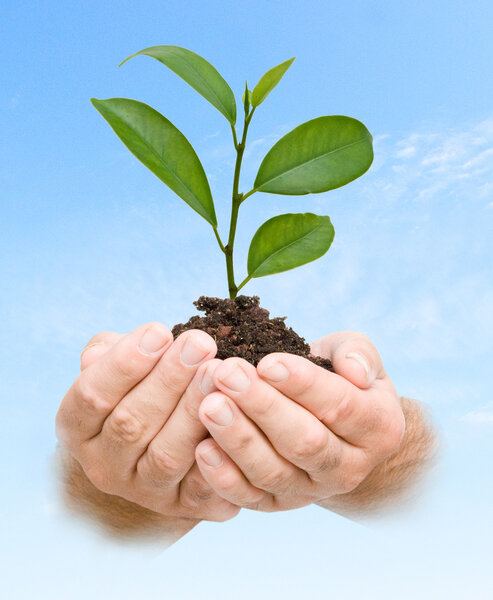 A sprout in hands as a symbol of nature protection