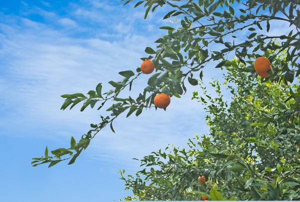 Mandarinas en el árbol — Foto de Stock