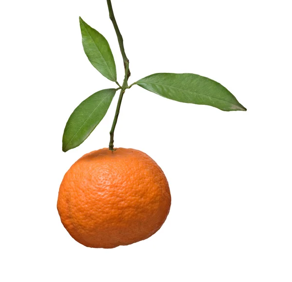 Mandarina en rama — Foto de Stock