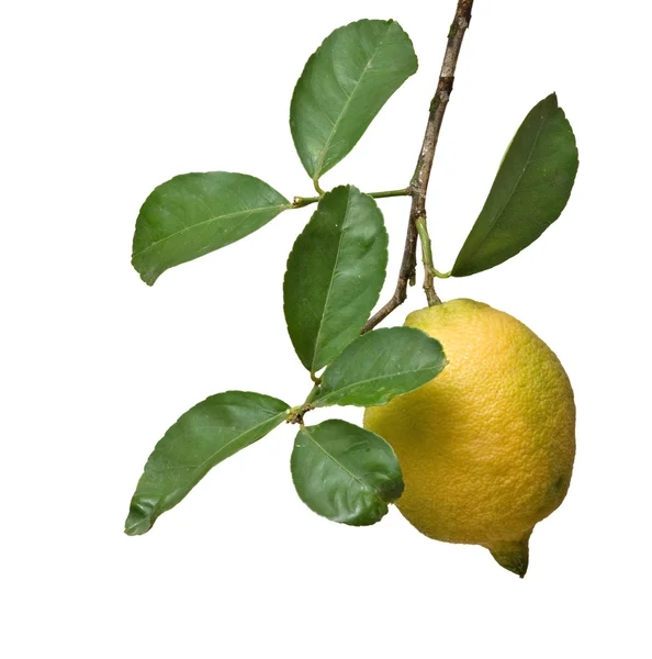 Lemon on branch — Stock Photo, Image