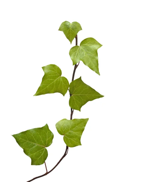 Ivy geïsoleerd op witte achtergrond — Stockfoto