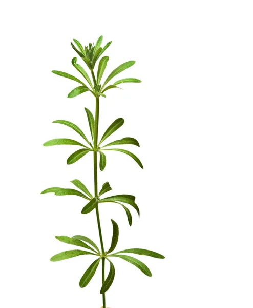 흰색 배경에 고립 된 식물 — 스톡 사진