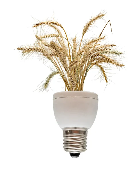 Wheat growing from base of fluorescent lamp — Stock Photo, Image
