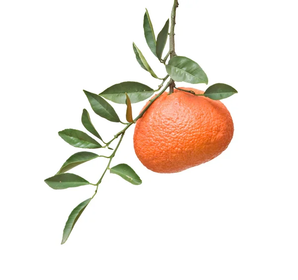 Tangerine sur branche — Photo