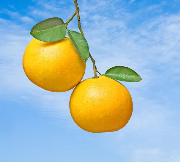 Zwei Grapefruits auf Zweig — Stockfoto
