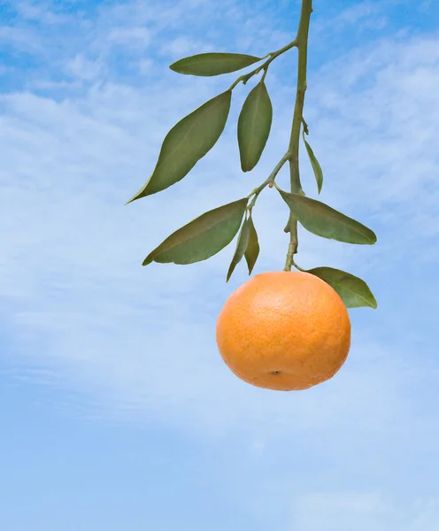 Tangerines on branch — Stock Photo, Image