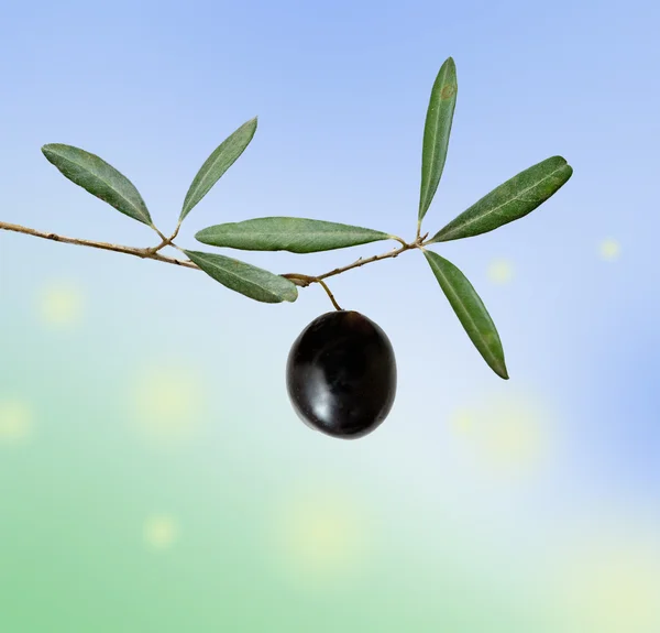 Olivová ratolest s ovocem — Stock fotografie