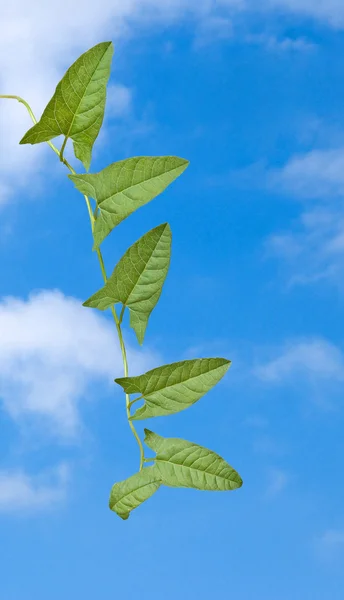 Bindweed on sky background — Stock Photo, Image