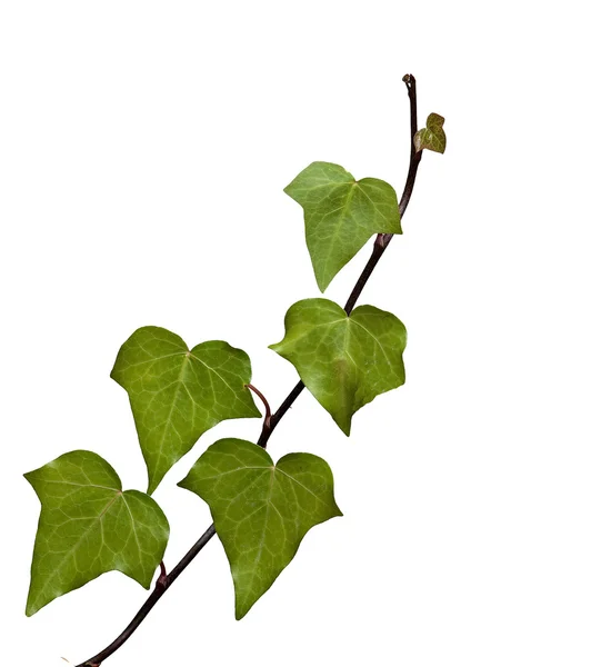 Ivy beyaz arkaplanda izole — Stok fotoğraf