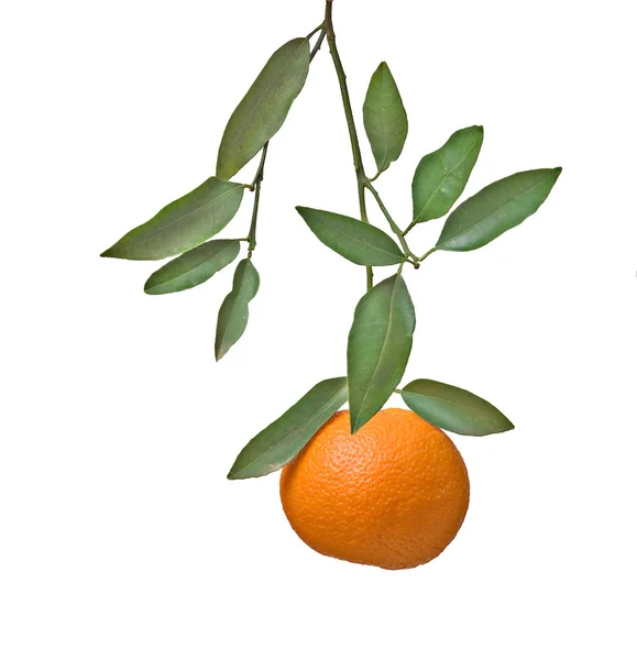 Tangerine sur branche — Photo
