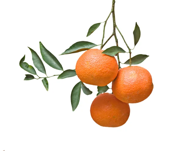 Tres mandarinas en rama — Foto de Stock