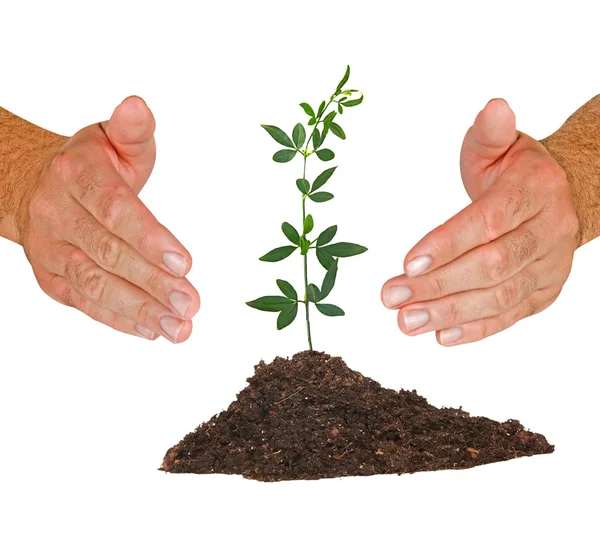 Hands protecting plants — Stock Photo, Image
