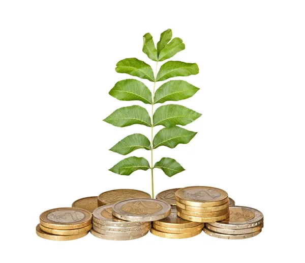 Sapling growing from coins — Stock Photo, Image