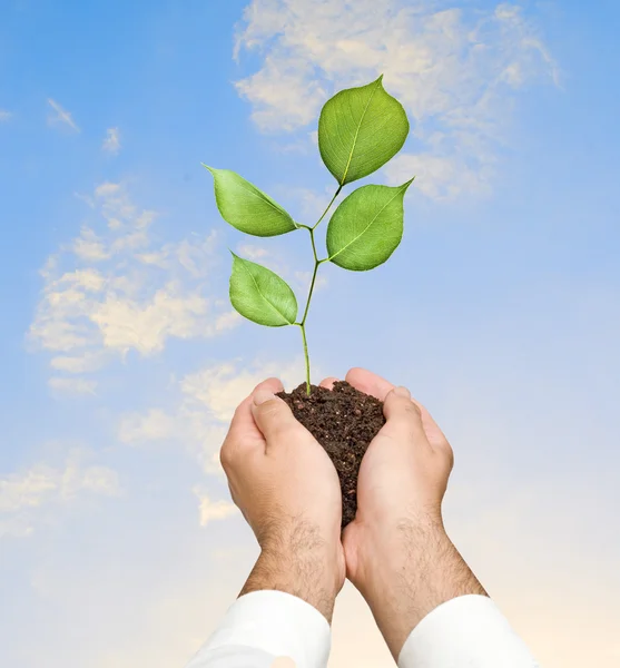 stock image Seedling in hands