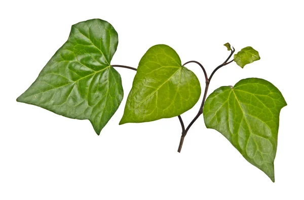 Ivy isolerad på vit bakgrund — Stockfoto