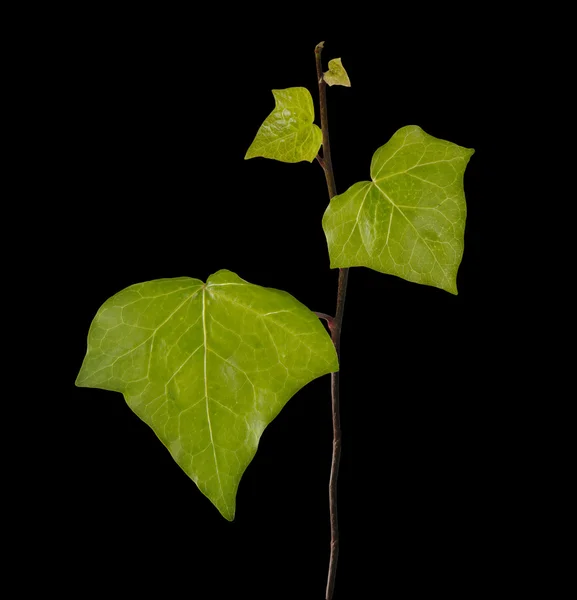 Ivy isolated on background — Stock Photo, Image