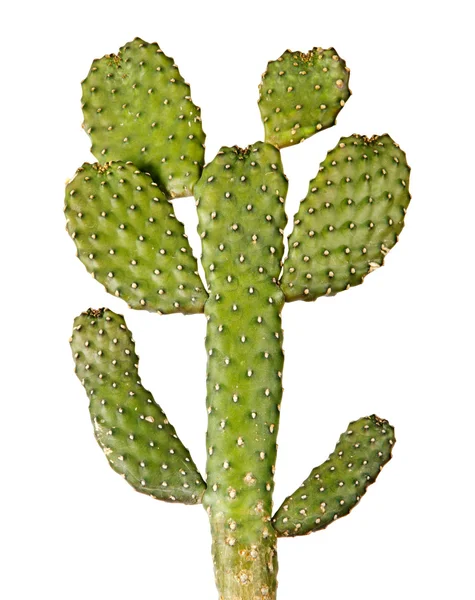 Kaktusy na białym tle — Zdjęcie stockowe