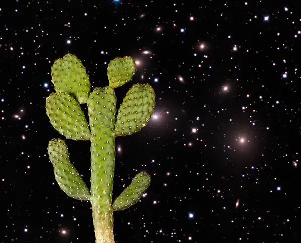Kactus.Elementy tego obrazu dostarczone przez NASA — Zdjęcie stockowe