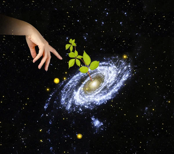 Pflanze im Zentrum der Galaxie. Elemente dieses Bildes von na — Stockfoto