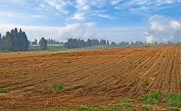 Field at Israel — Stock Photo, Image