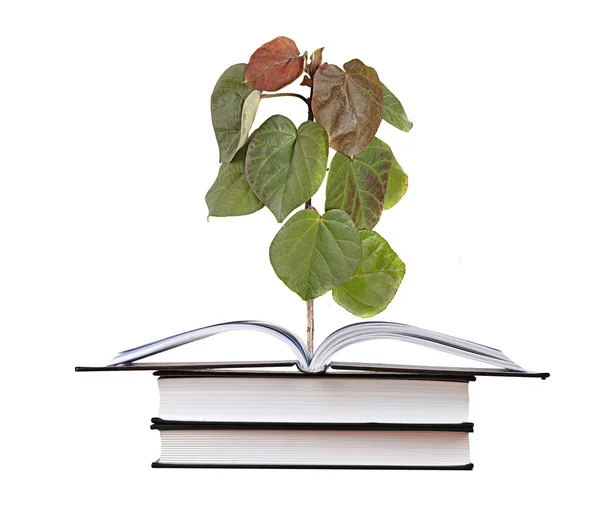 Δέντρο καλλιέργεια από το ανοιχτό βιβλίο — Φωτογραφία Αρχείου