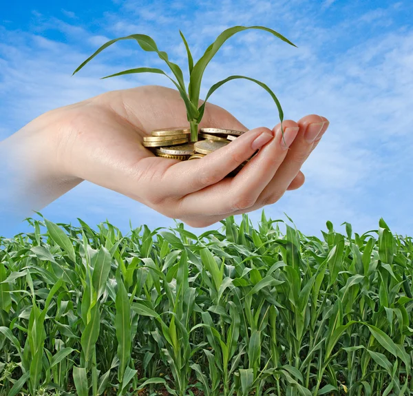 stock image Corn as a gift of agriculture