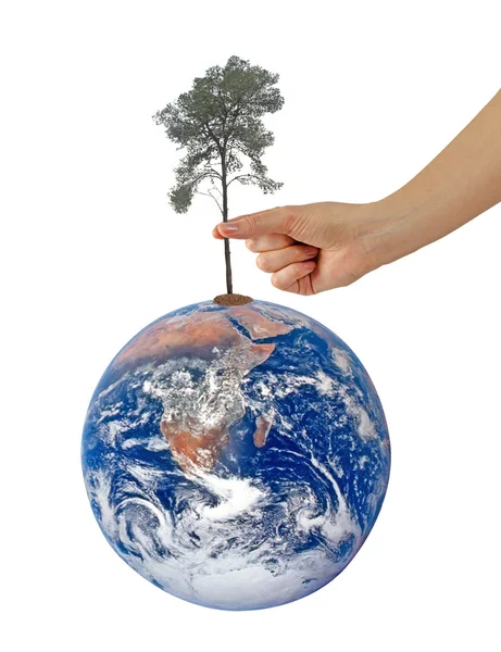 Bu resim furnis peace.elements bir sembolü olarak yeryüzünde ağaç — Stok fotoğraf