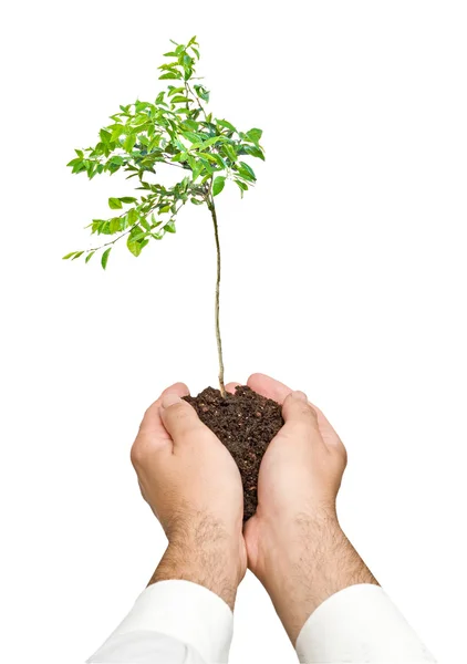 Citrus sapling in hands — Stock Photo, Image