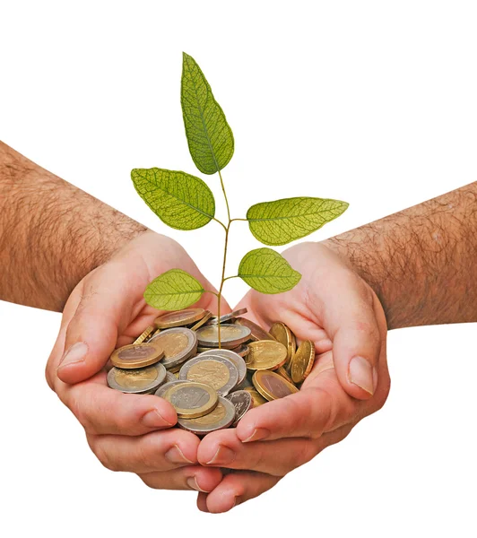 stock image Palms with a tree growng from pile of coins