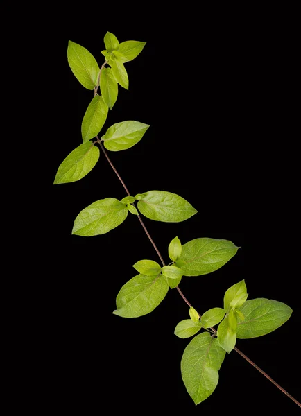 Close up of vine — Stock Photo, Image