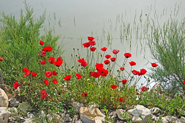 Flowers on pod shore — Stock Photo, Image