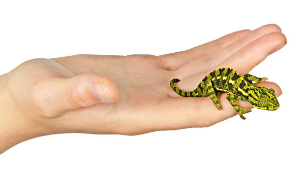 Camaleón en la mano — Foto de Stock