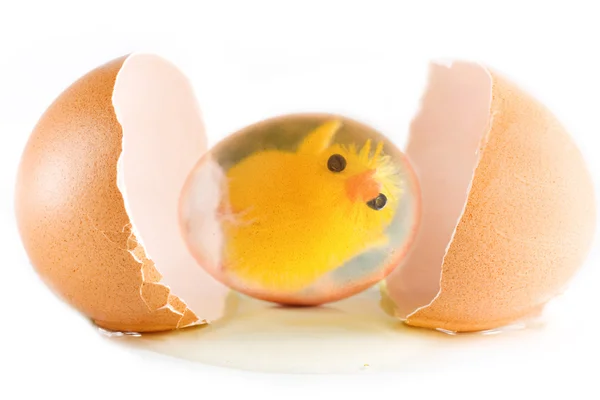 stock image Egg conceptual