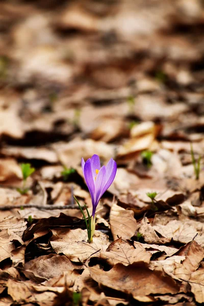 Stock image Purple crocus