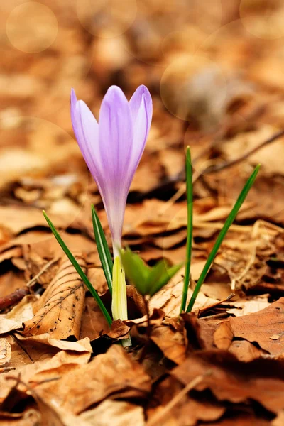 stock image Purple crocus