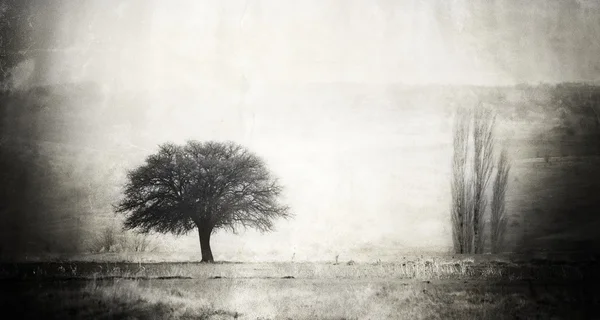 Image d'arbre vintage — Photo