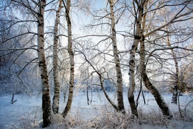 Winter landscape clipart