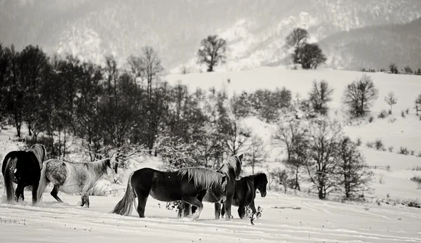 Paysage hivernal noir et blanc — Photo