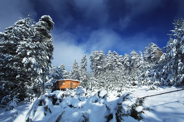 Floresta de inverno búlgara — Fotografia de Stock