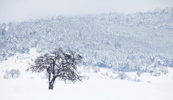 Einsamer Winterbaum — Stockfoto