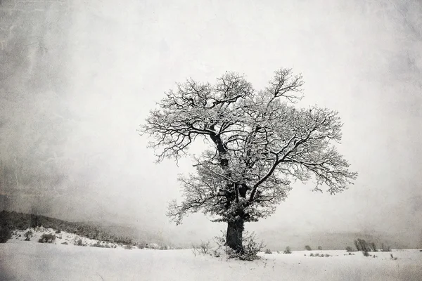 빈티지 나무 2 — 스톡 사진