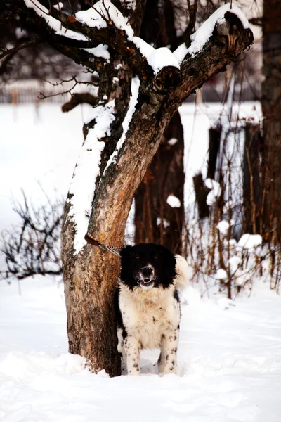 Bulgarischer Hund — Stockfoto