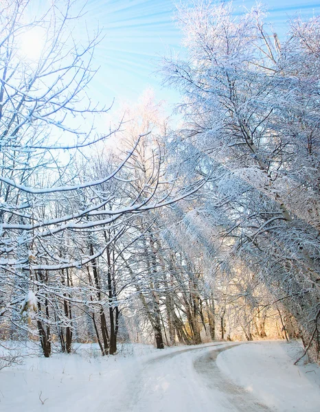 Verticale winterlandschap — Stockfoto