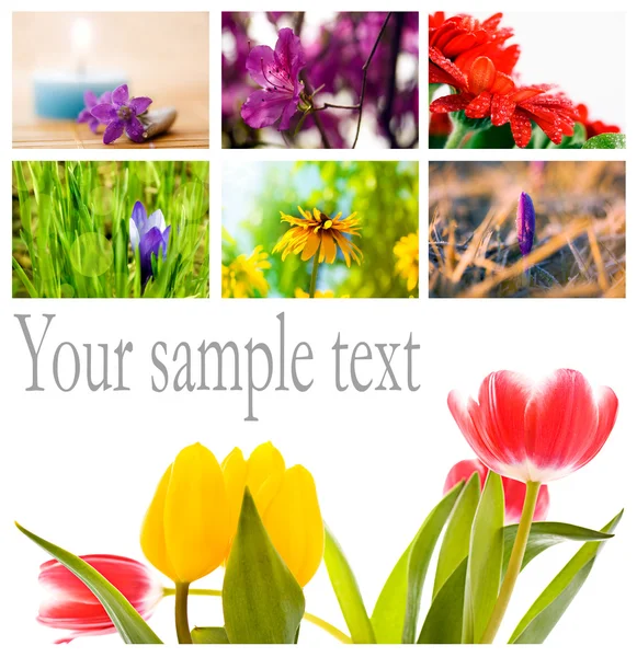 Collage de flores — Foto de Stock