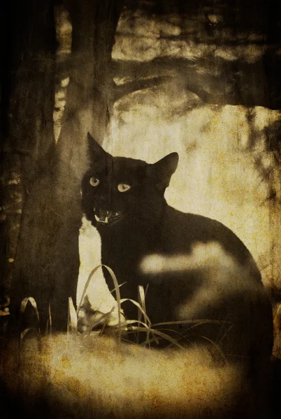 抽象的な猫 — ストック写真