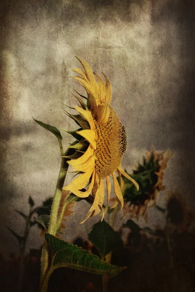 Vintage sunflower — Stock Photo, Image
