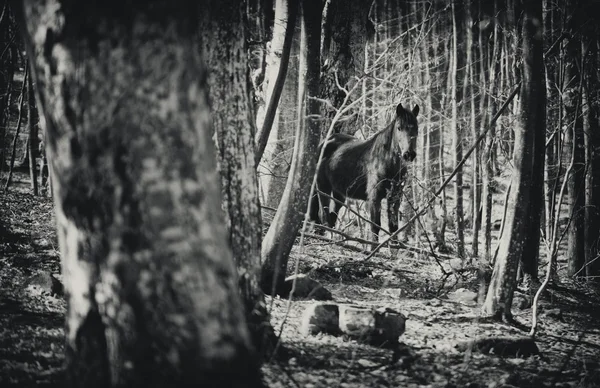 Dziki koń — Zdjęcie stockowe